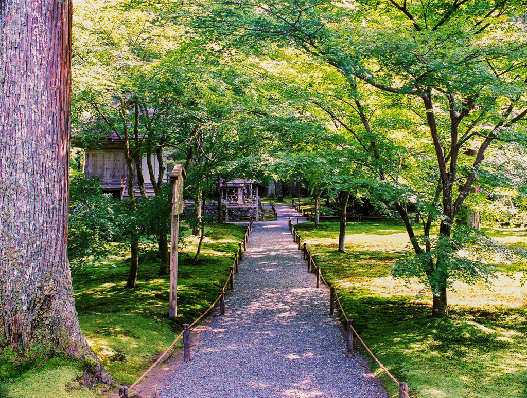 大原　三千院　森の道