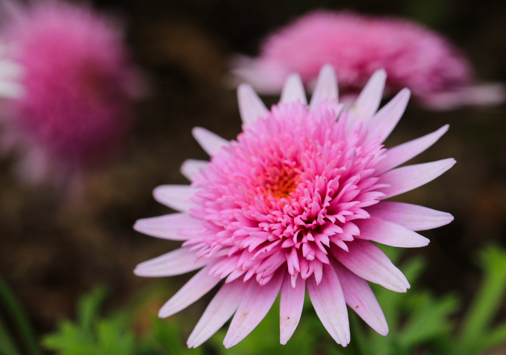 エキナセアピッコリーノの花