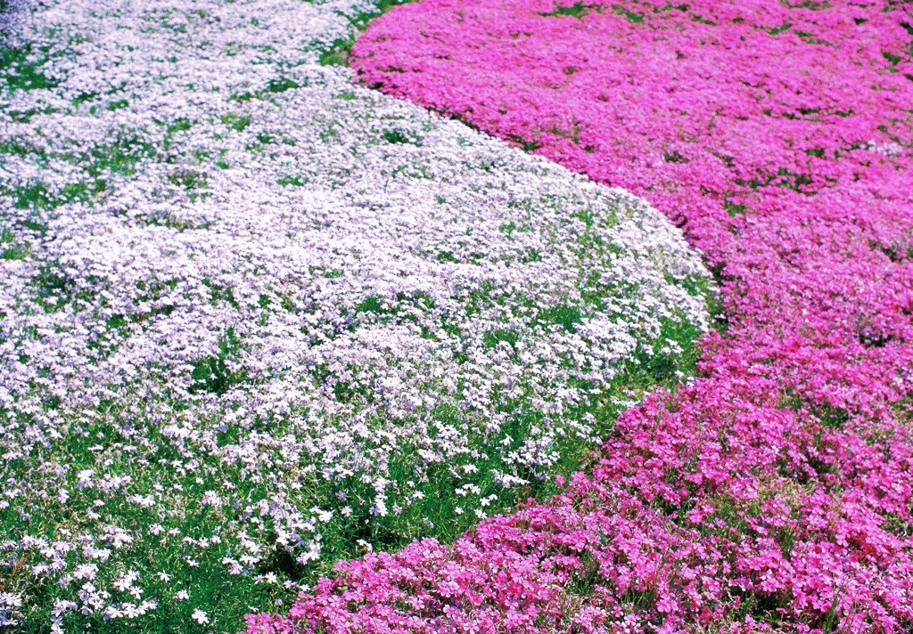 紅白の芝桜