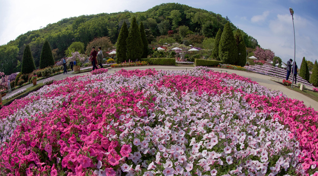 大きなお花畑