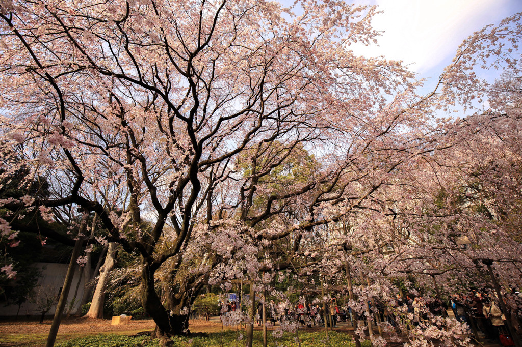 枝垂れ桜