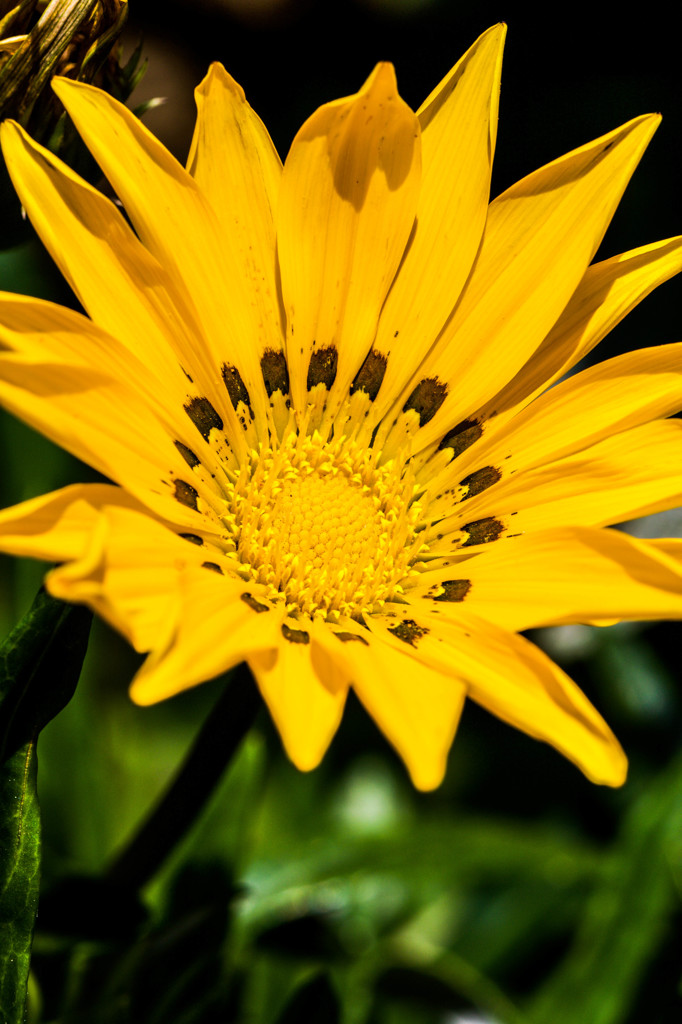 Yellow flower