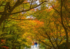 龍安寺　境内からの紅葉