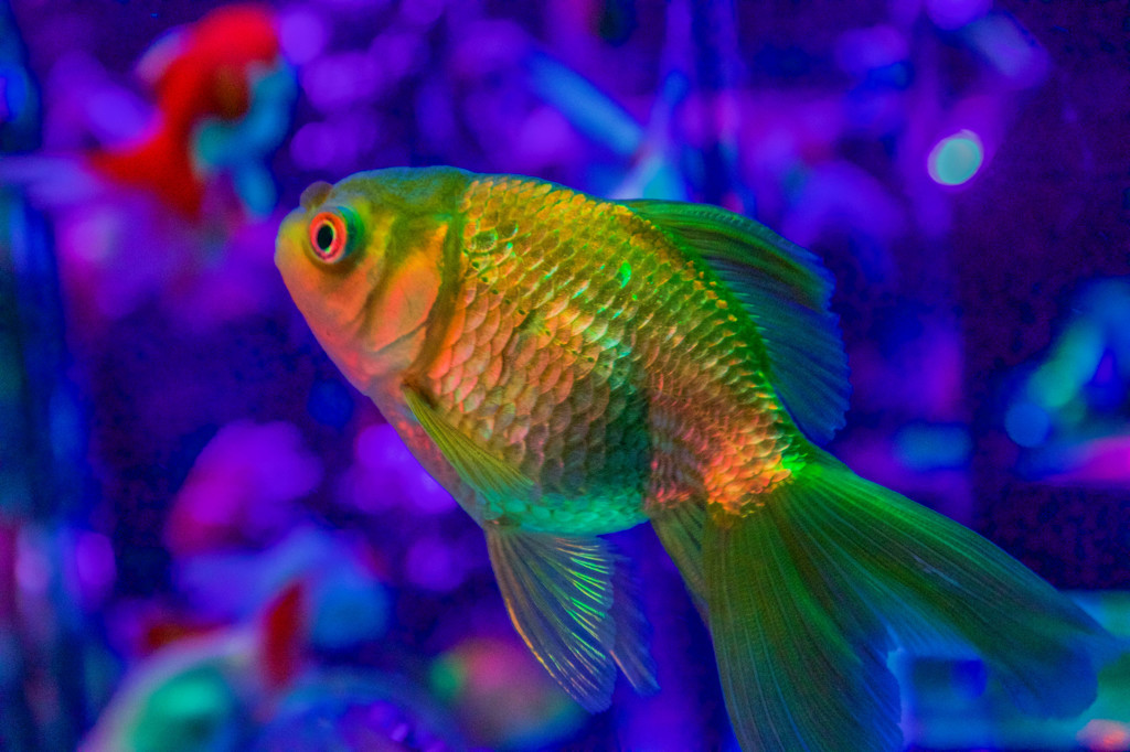 金色の金魚