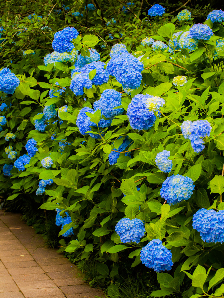 明月院 紫陽花