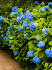 明月院 紫陽花