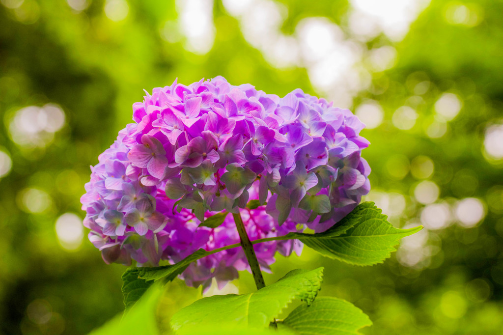紫陽花