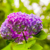 紫陽花