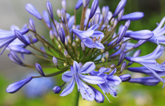 アガパンサスの花
