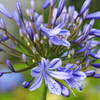 アガパンサスの花