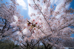 今年最後の桜かなぁ〜