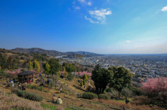 桜の季節の眺望