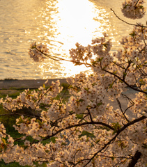 夕陽に映える桜