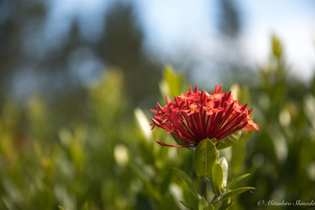 真紅の花