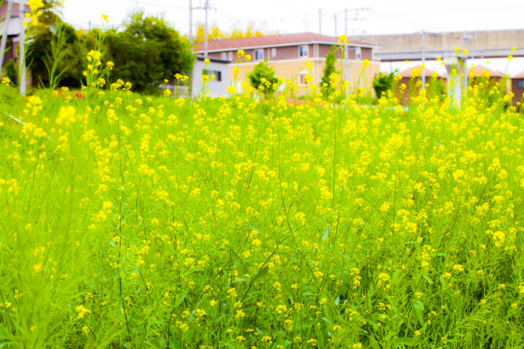 菜の花