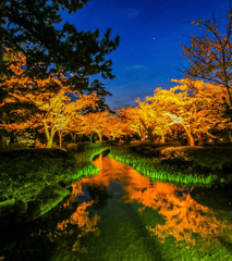 兼六園　夜桜