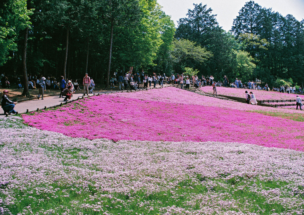 久しぶりのフィルム撮影 Nikon F3