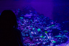 カラフルな小魚に見とれているー