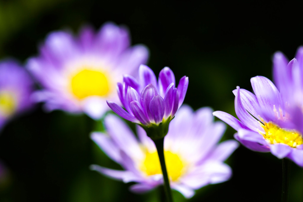 お花