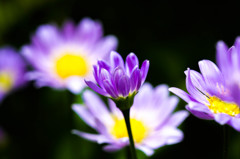 お花