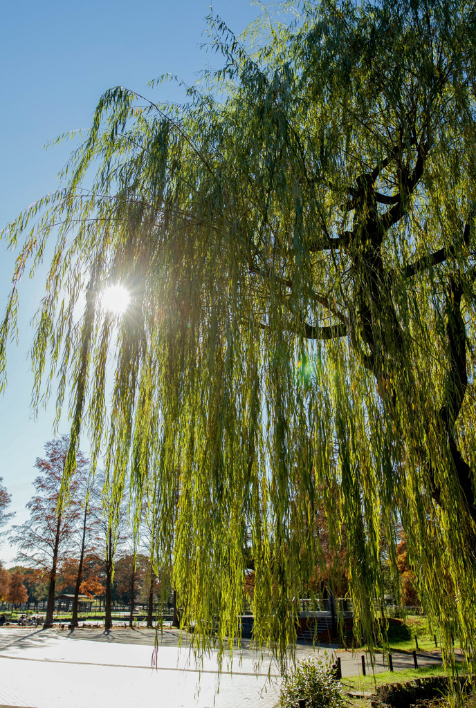 ヤナギ　水元公園