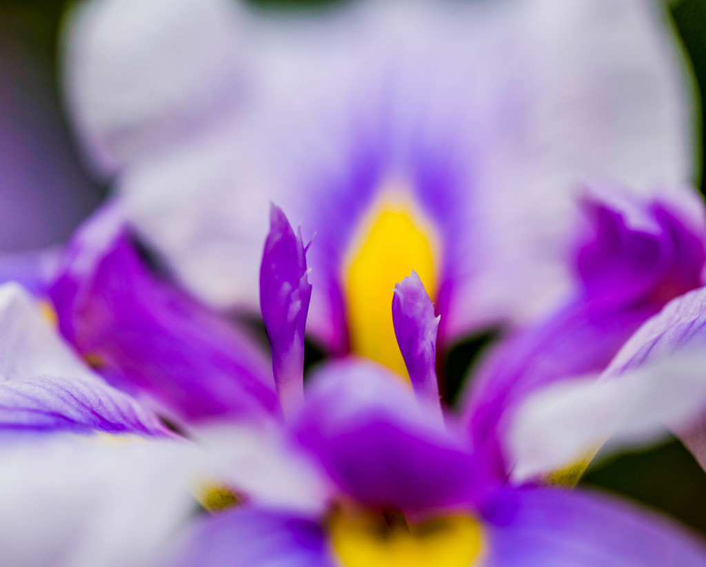 花菖蒲