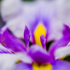 花菖蒲