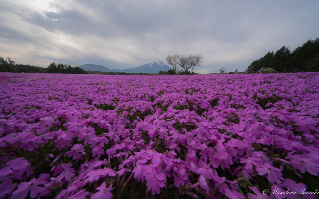 富士芝桜まつり