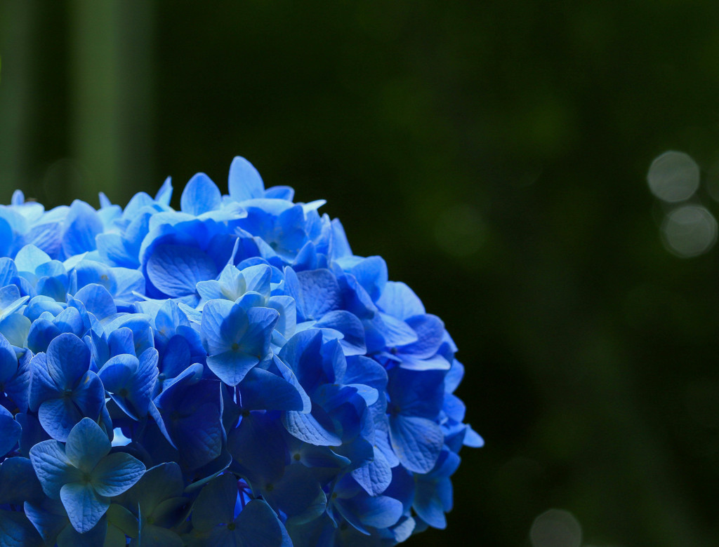 紫陽花はまだまだ終わりませんよ（笑）