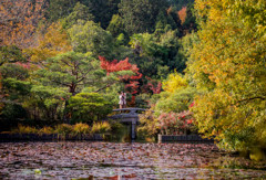 龍安寺　架け橋