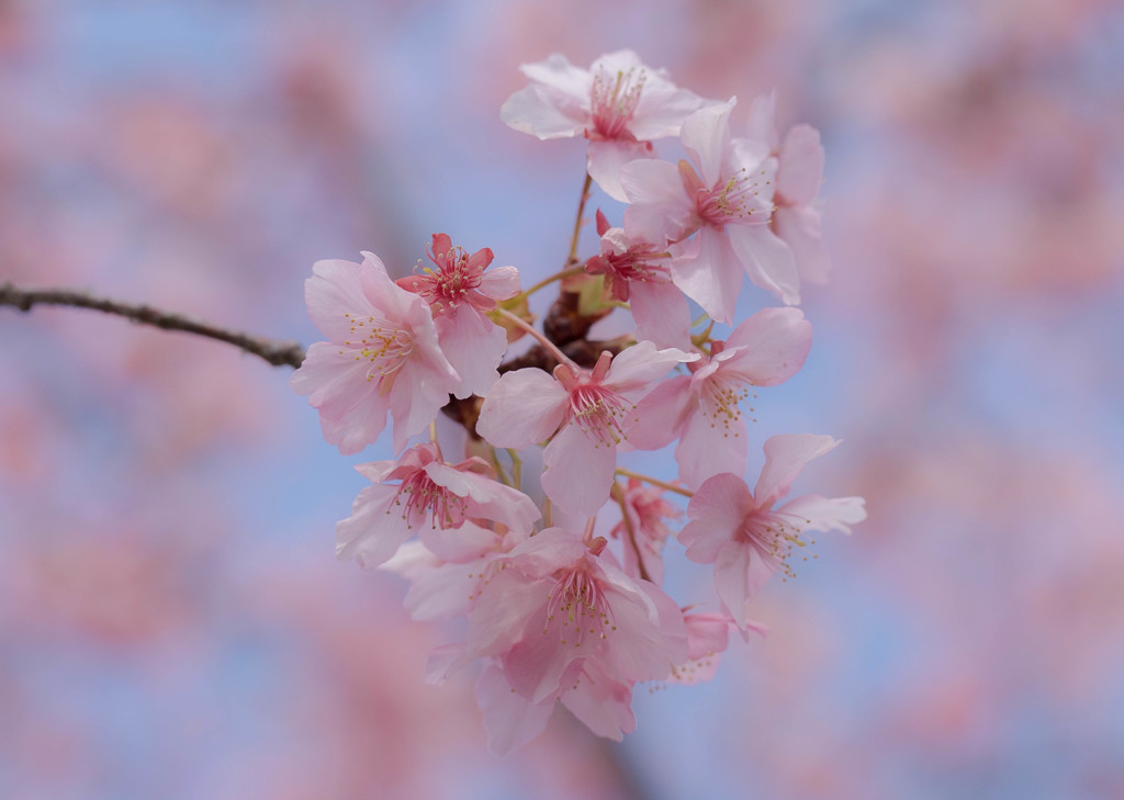 河津桜