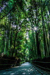 嵐山　竹林の道　京都