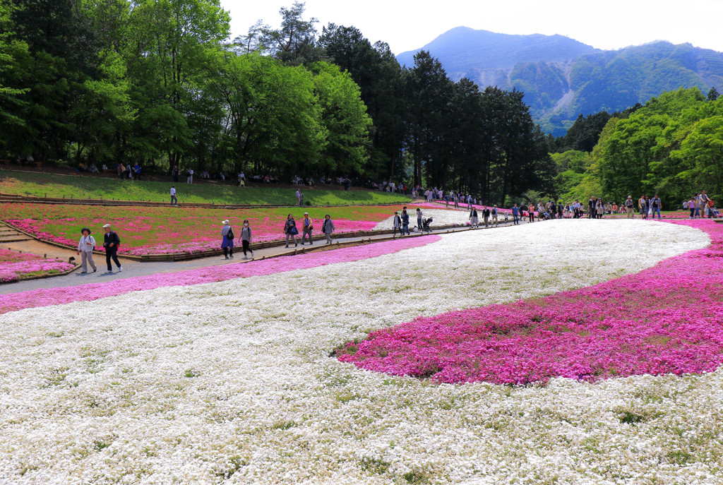 紅白の芝桜