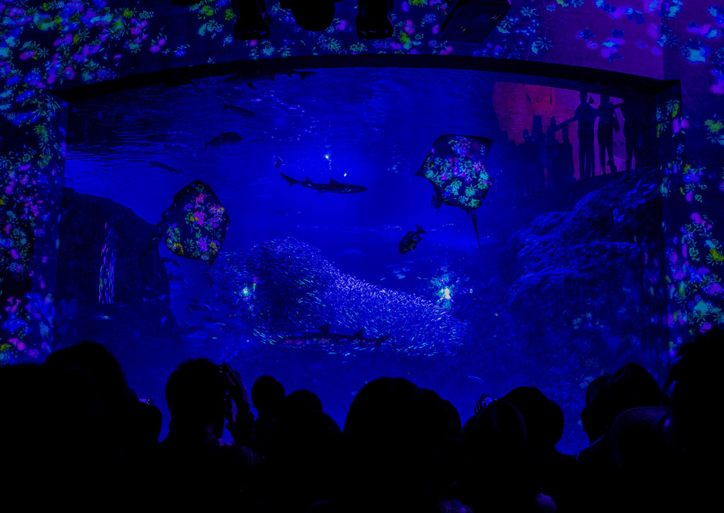 江ノ島水族館　ナイトワンダーアクアリウム