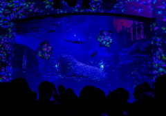 江ノ島水族館　ナイトワンダーアクアリウム