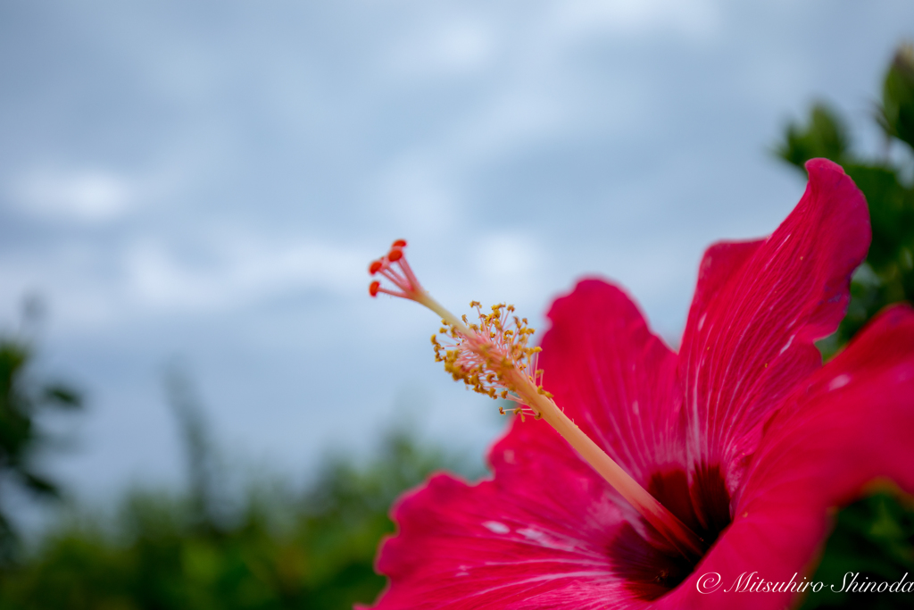 やっぱり沖縄の花はハイビスカスですね〜