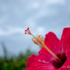 やっぱり沖縄の花はハイビスカスですね〜