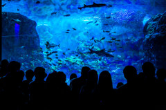 江ノ島水族館