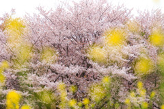 菜の花越しの桜