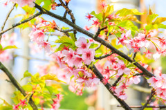 桜