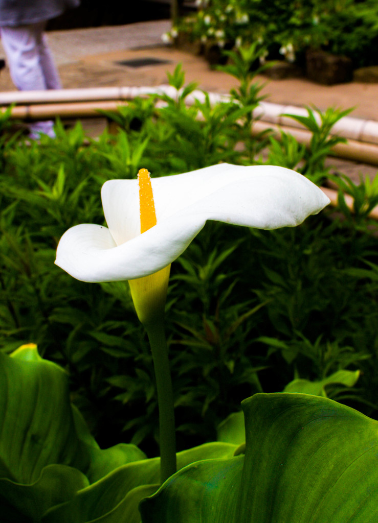 スカーフみたいな花びら