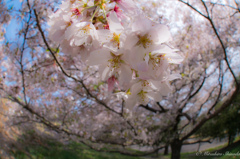 SAKURA