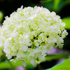 紫陽花