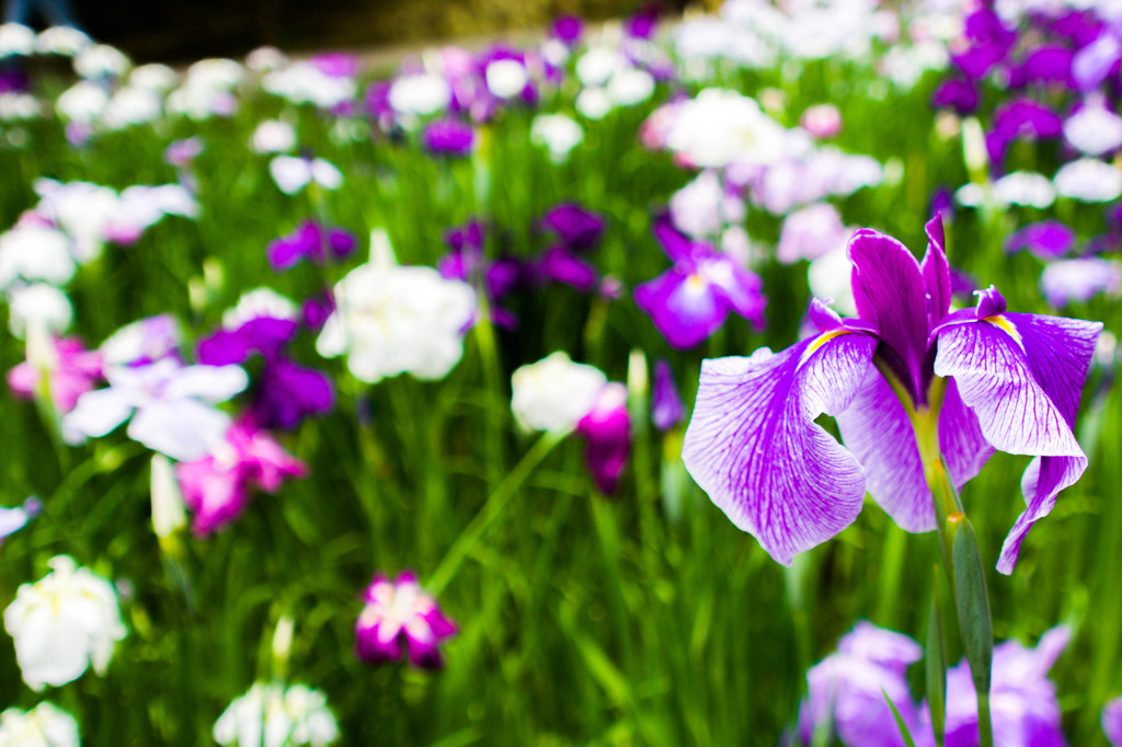 明月院 花菖蒲