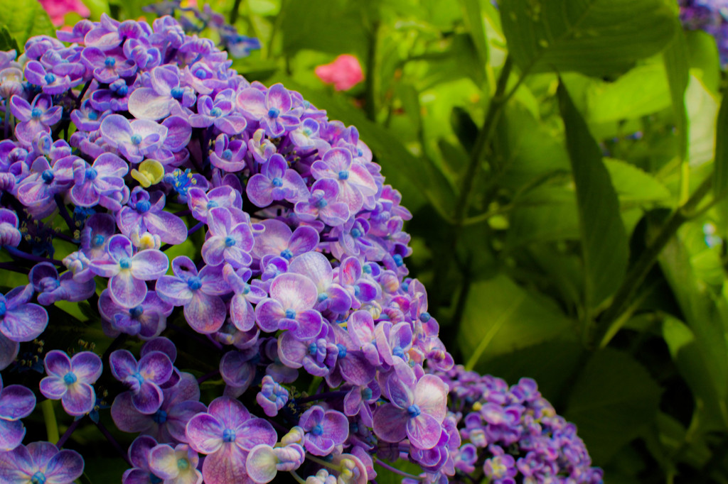 これも紫陽花？