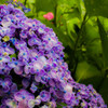 これも紫陽花？