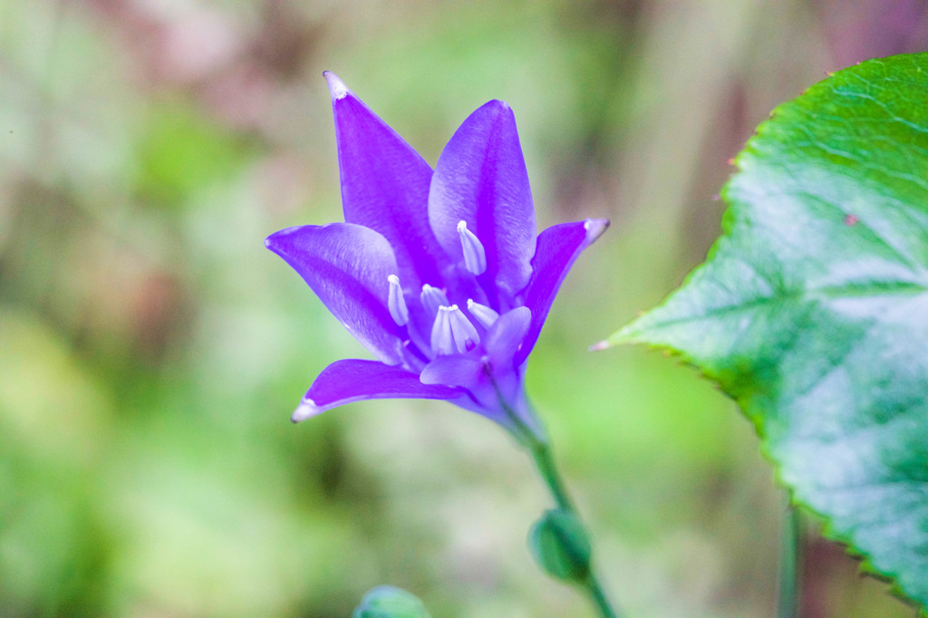 明月院に咲いていた花