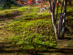 龍安寺　苔と落葉