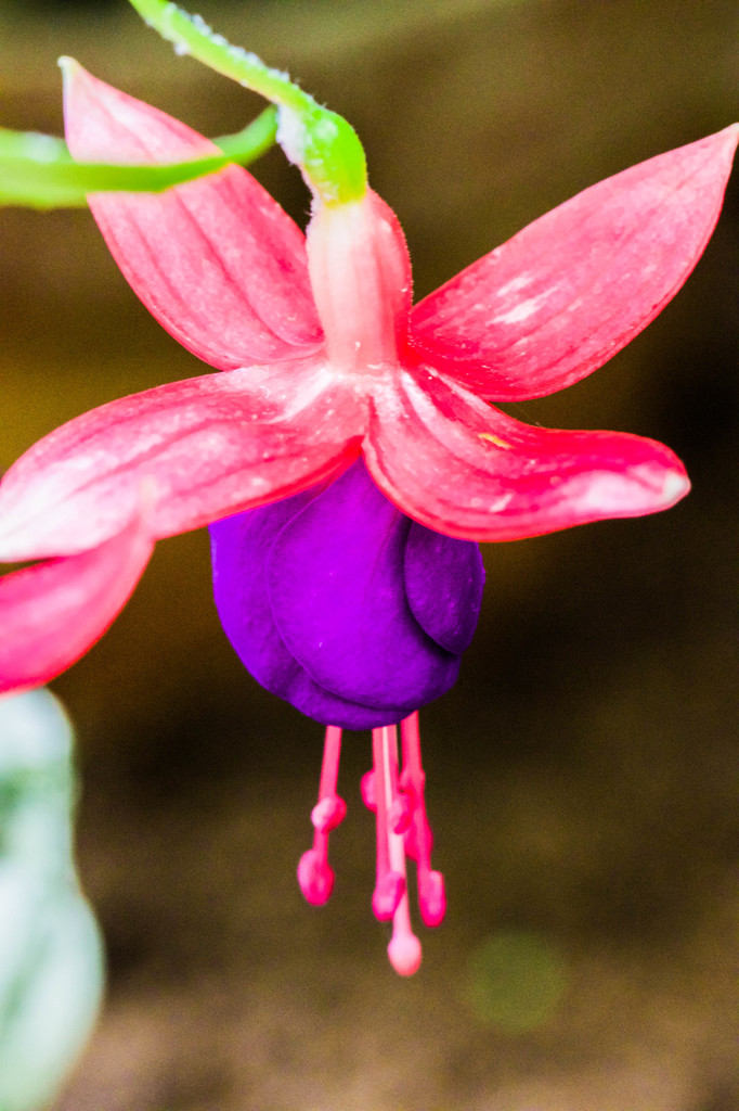 これは何の花なんでしょうか