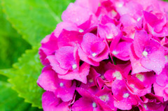 雨に濡れた紫陽花